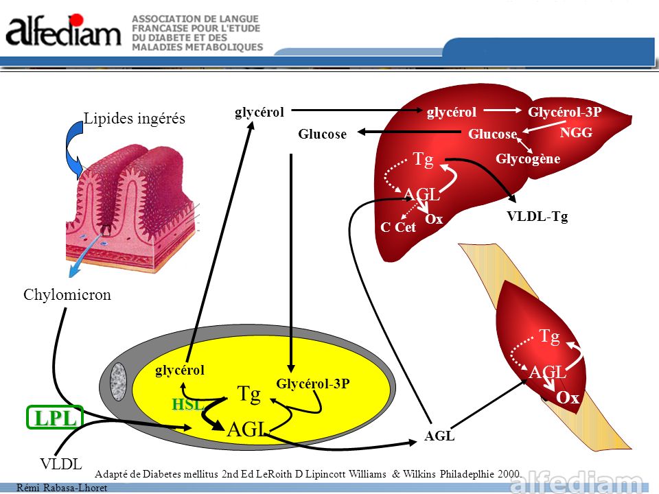 Tg LPL AGL Tg AGL Tg AGL Ox Lipides ing r s Chylomicron HSL VLDL